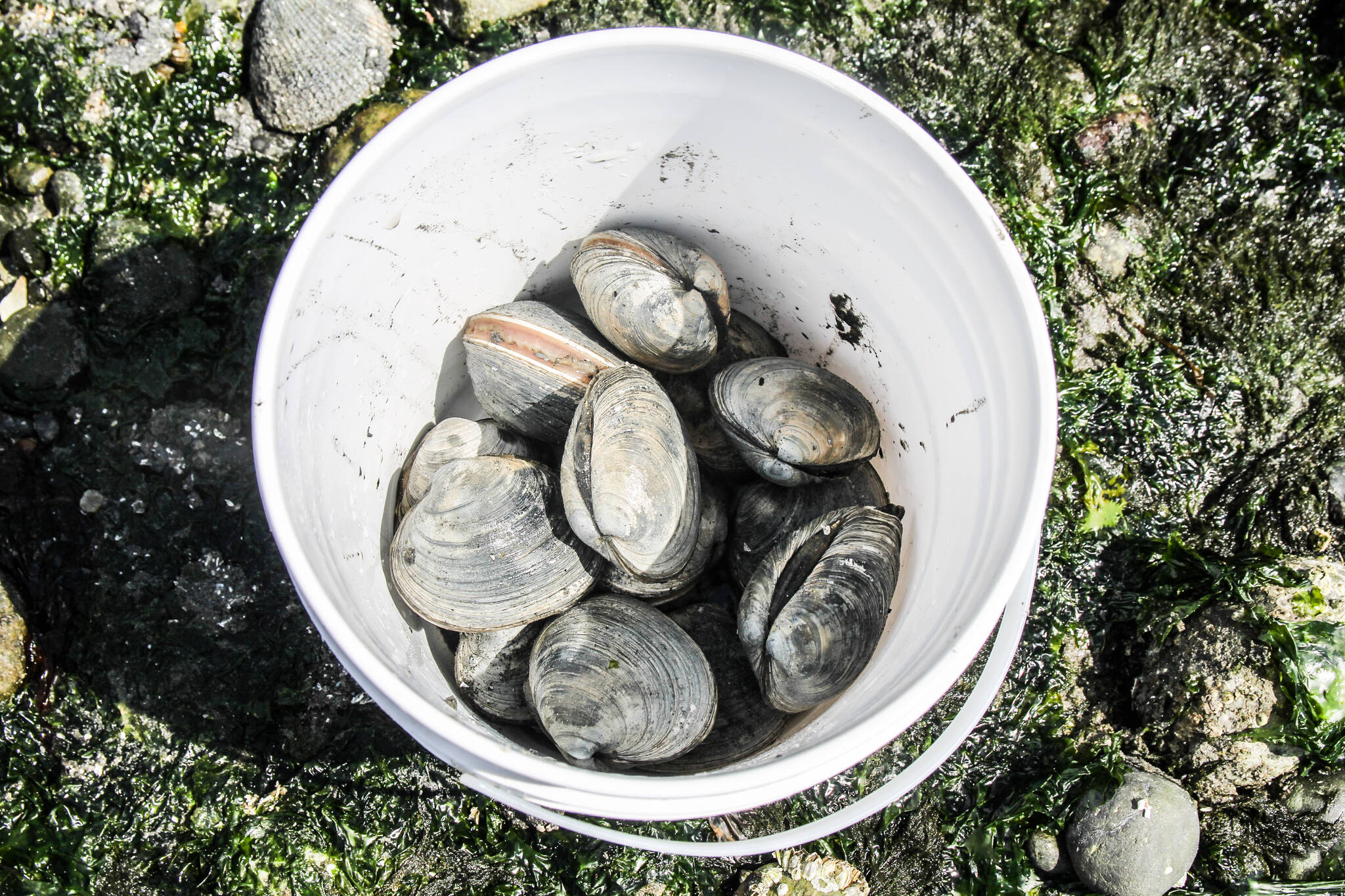 Unlocking Whidbey Clam Mysteries: A Citizen Science Approach Unlocking Whidbey Clam Mysteries: A Citizen Science Approach