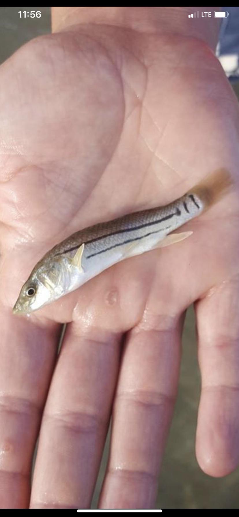 Urgent Red Tide Warning Issued For Cape Cod Urgent Red Tide Warning Issued For Cape Cod