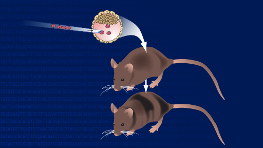 US Funding Of Transgender Mouse Research: Separating Fact From Fiction US Funding Of Transgender Mouse Research: Separating Fact From Fiction