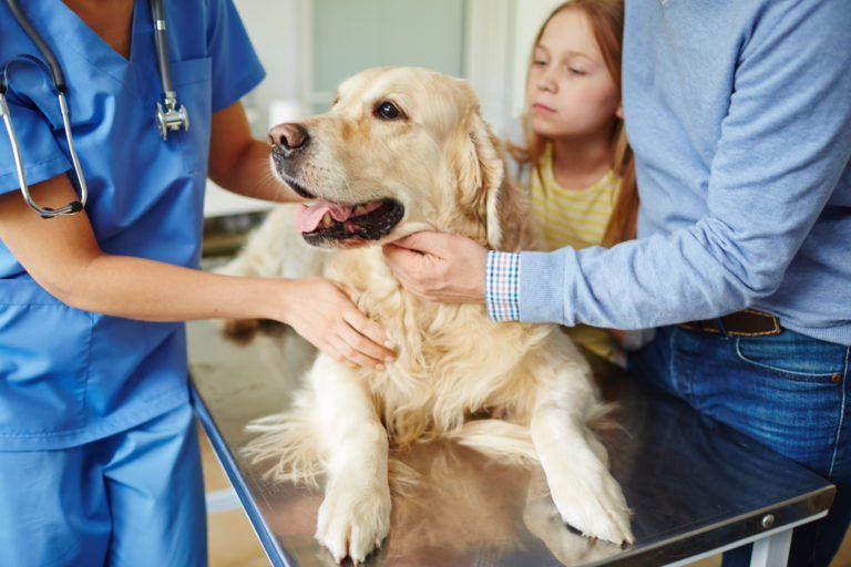 Vet Fees Under Scrutiny: Watchdog Explores Price Caps And Comparison Websites Vet Fees Under Scrutiny: Watchdog Explores Price Caps And Comparison Websites