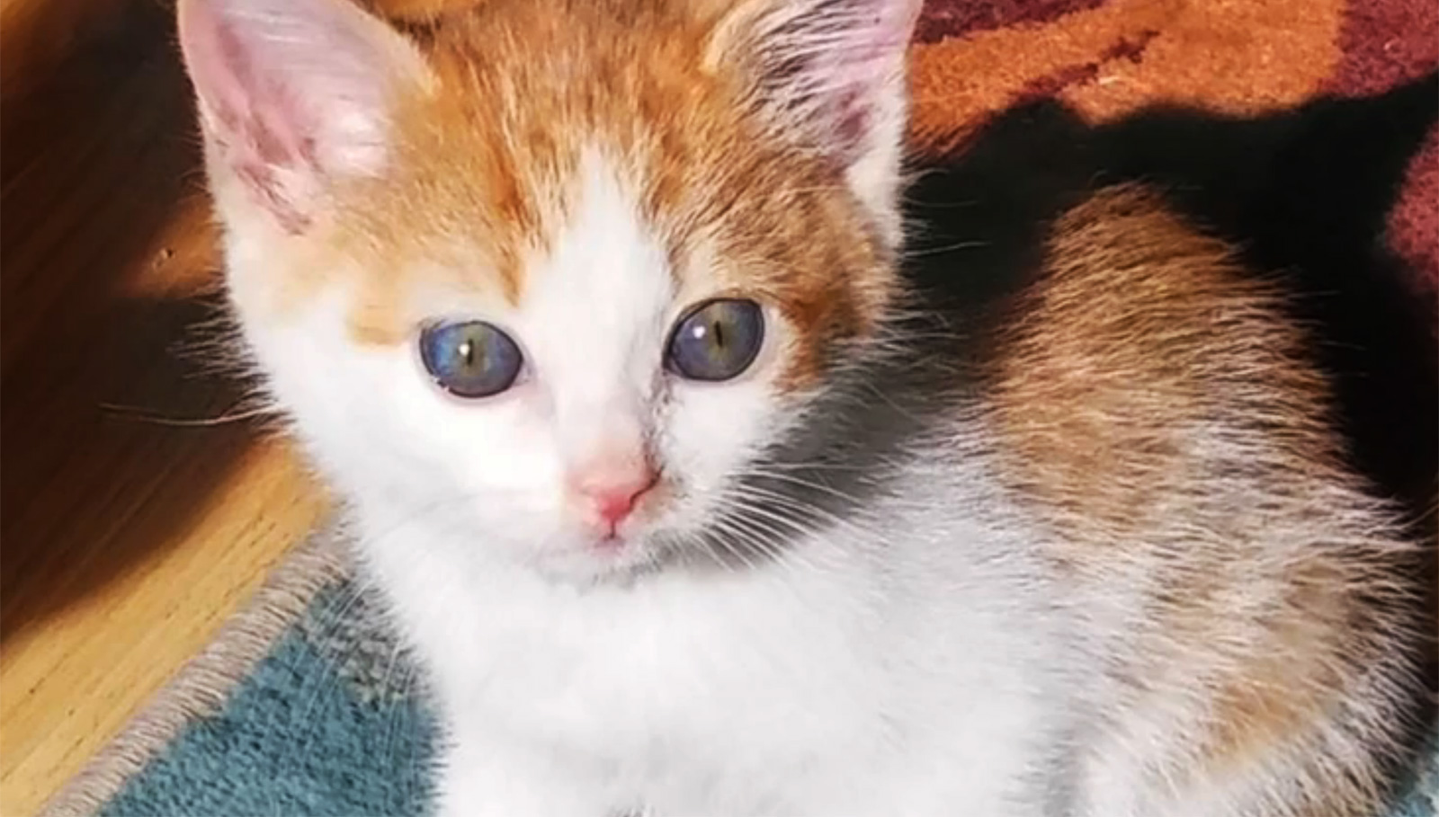 Viral Cat Posts Spark Anxiety Among Kashmir's Cat Owners Viral Cat Posts Spark Anxiety Among Kashmir's Cat Owners