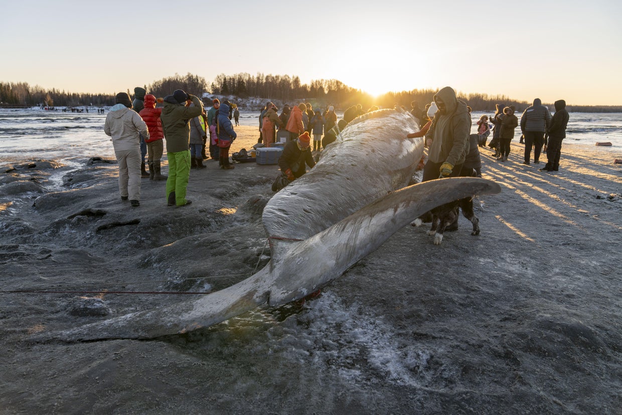 Warming Weather Hinders Anchorage Fin Whale Skeleton Recovery Warming Weather Hinders Anchorage Fin Whale Skeleton Recovery
