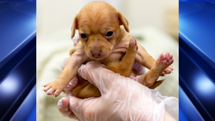 Washington County Breeder: 49 Dogs Removed In Welfare Check Washington County Breeder: 49 Dogs Removed In Welfare Check