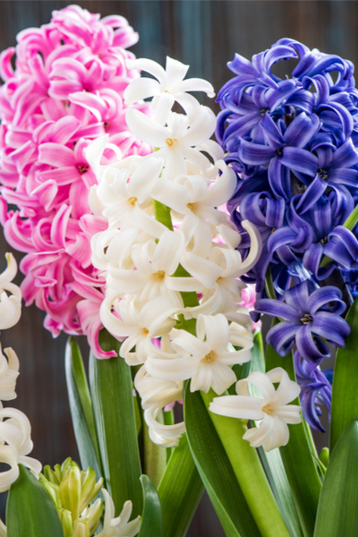When And How To Plant Hyacinth Bulbs For Spring Color When And How To Plant Hyacinth Bulbs For Spring Color