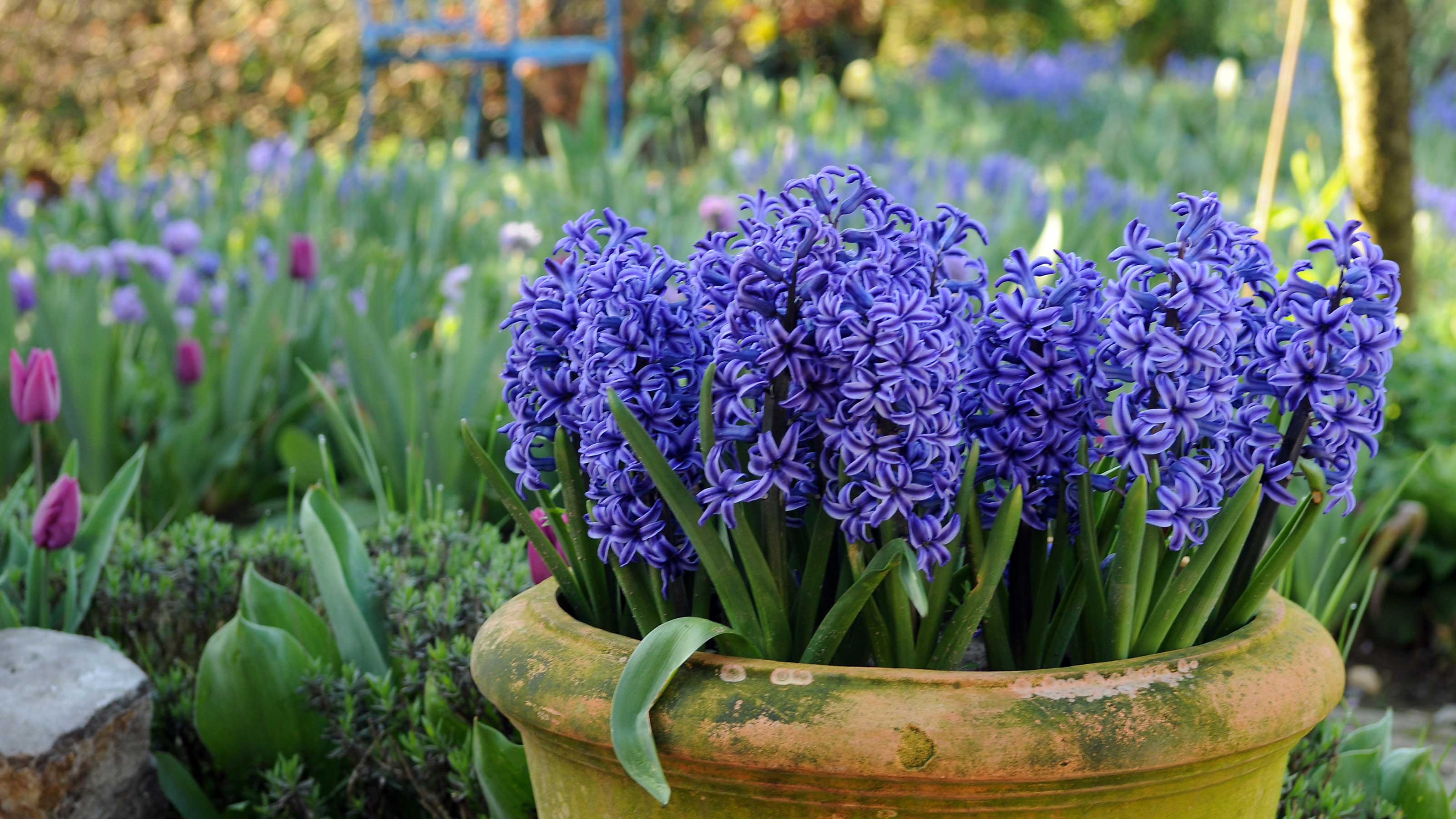 When To Plant Hyacinth Bulbs For Stunning Spring Blooms When To Plant Hyacinth Bulbs For Stunning Spring Blooms