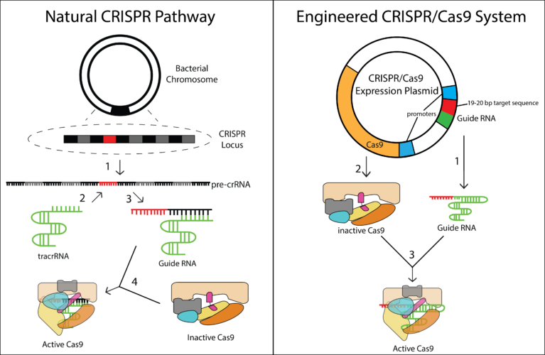 Whole Gene Insertion In Human DNA: The Power Of CRISPR-Cas Systems Whole Gene Insertion In Human DNA: The Power Of CRISPR-Cas Systems