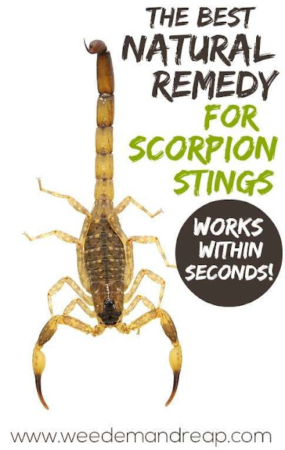 Will Trent Star's Shocking Story: Three Scorpion Stings During Sleep Will Trent Star's Shocking Story: Three Scorpion Stings During Sleep