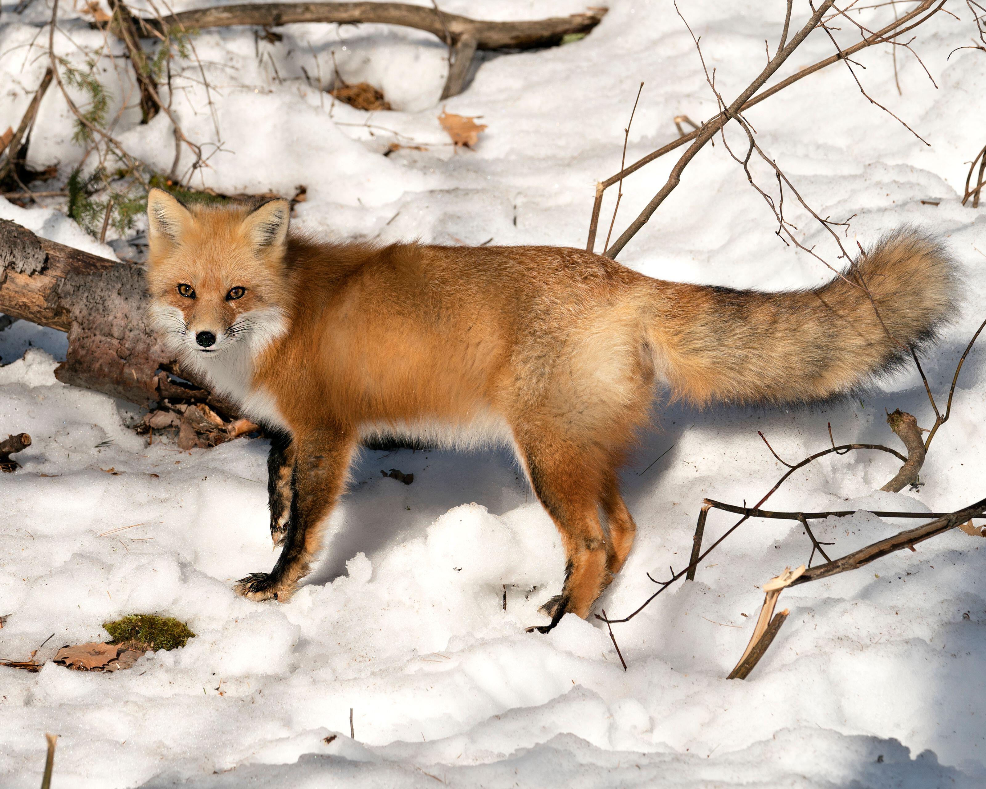 Winterwatch 2024: Dates, Locations, And What To Expect Winterwatch 2024: Dates, Locations, And What To Expect