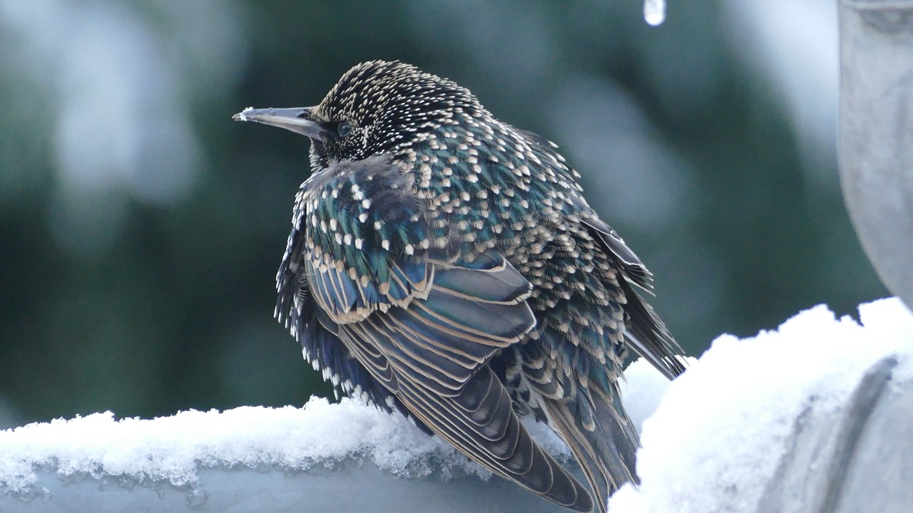 Winterwatch: Identifying Common Winter Birds And Animals Winterwatch: Identifying Common Winter Birds And Animals
