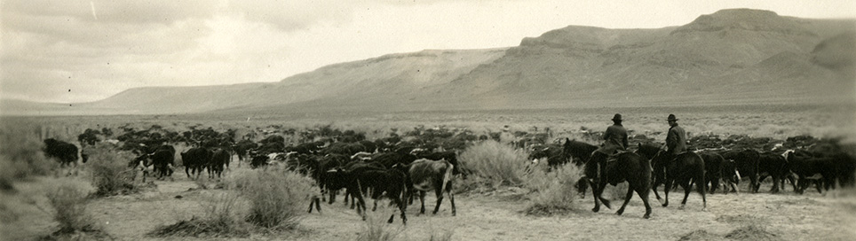 Wolves And Ranching: The Barton North State Conflict