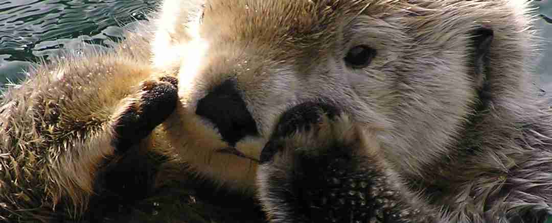 Wyoming Otter Conservation: A Pivotal Moment For Management Wyoming Otter Conservation: A Pivotal Moment For Management