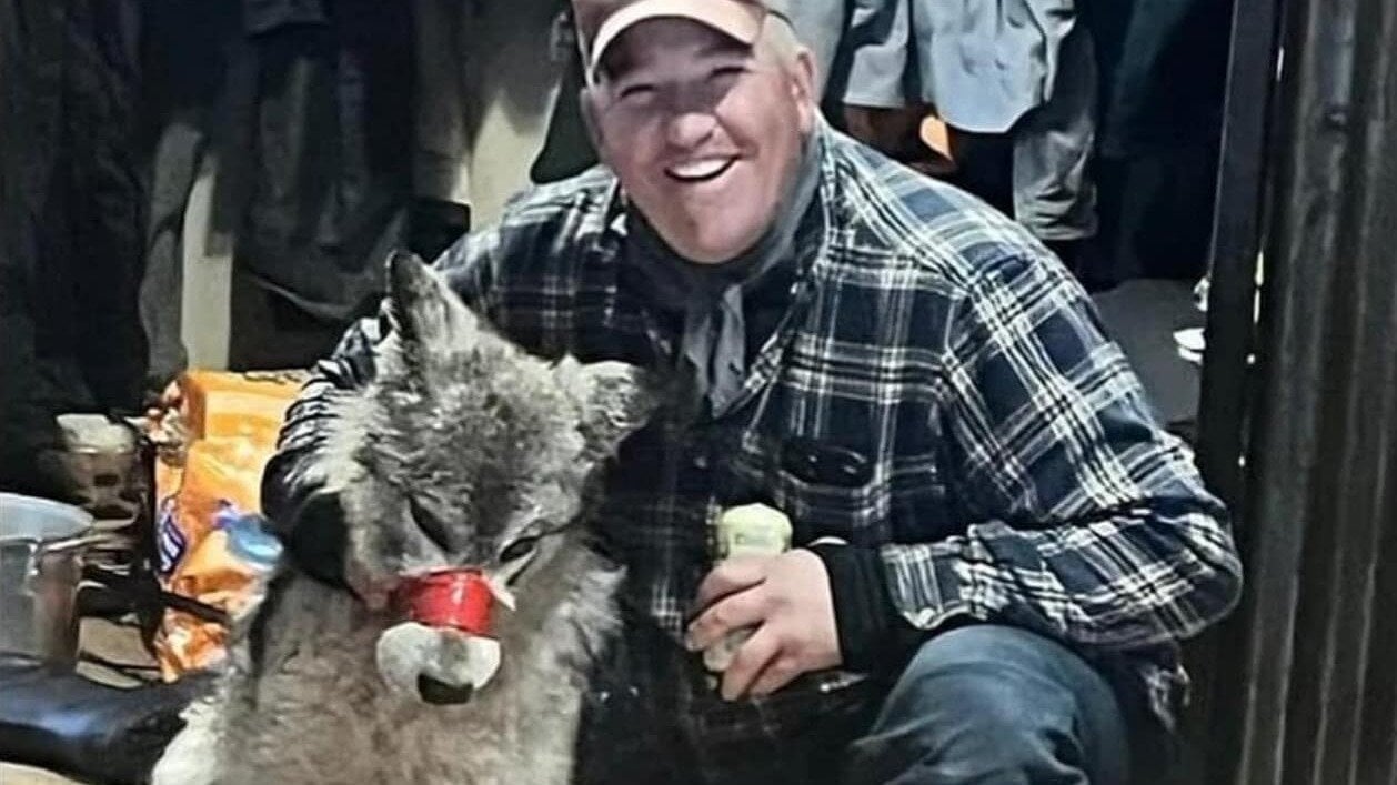 Wyoming Reports Death Of Second Colorado Gray Wolf Wyoming Reports Death Of Second Colorado Gray Wolf
