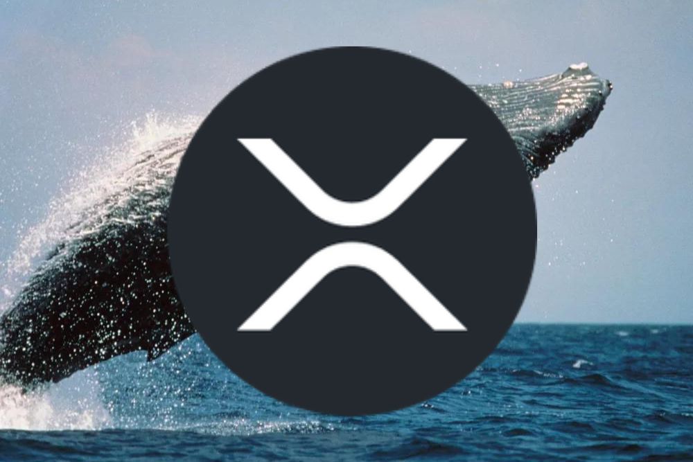 XRP Whale Activity: 20 Million Token Purchase Signals Market Confidence XRP Whale Activity: 20 Million Token Purchase Signals Market Confidence