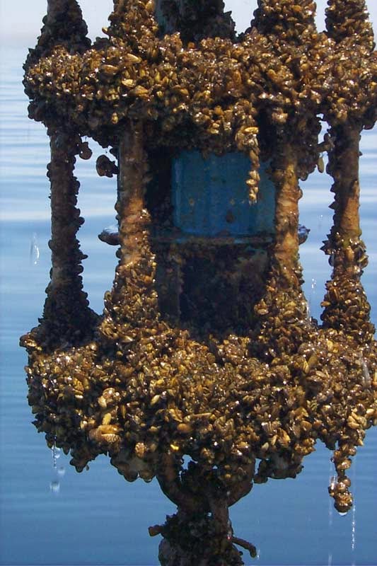 Zebra Mussel Invasion: Casper Resident's Unexpected Discovery Zebra Mussel Invasion: Casper Resident's Unexpected Discovery